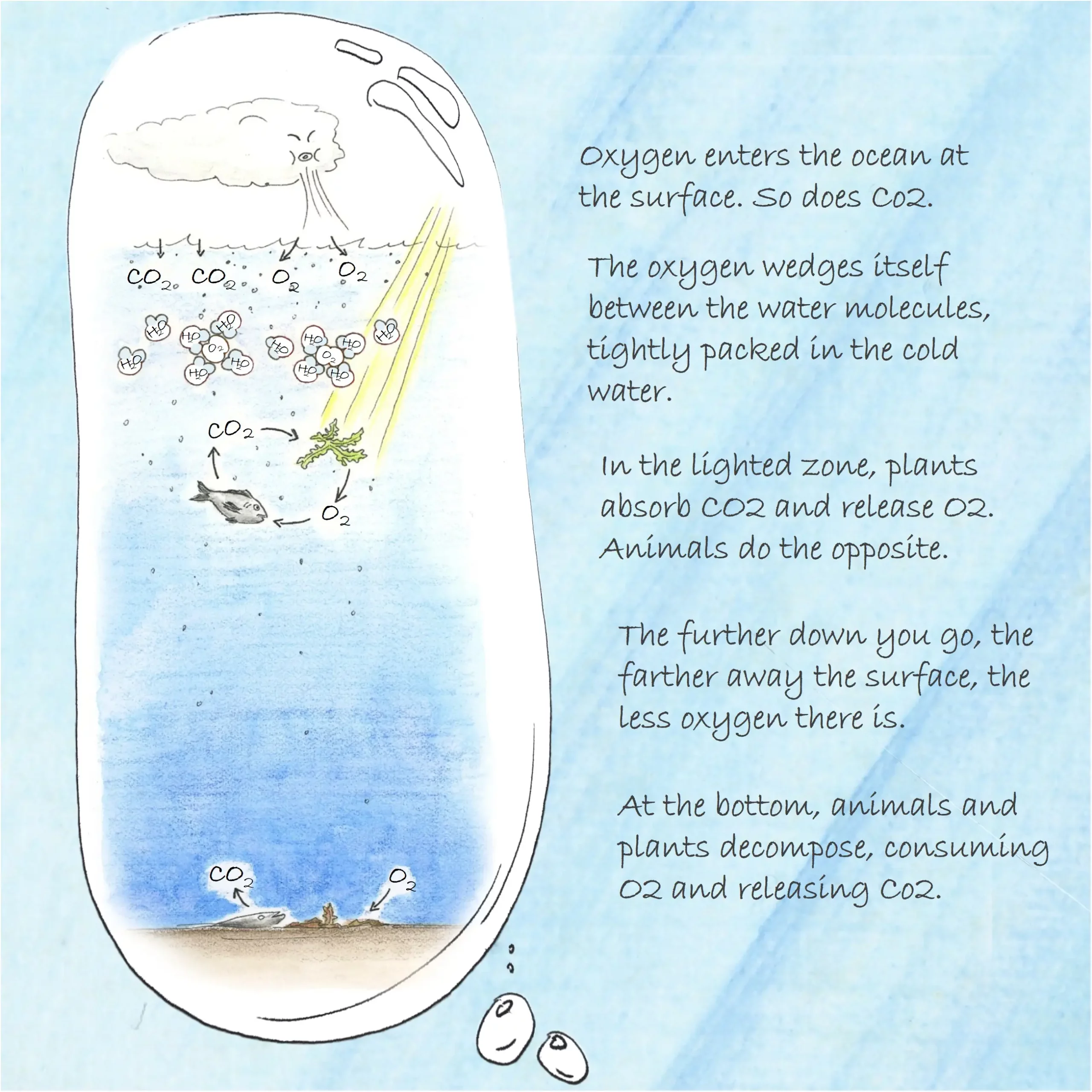 Cross-section of the sea, explaining how oxygen is absorbed and dissolved to the seabed.