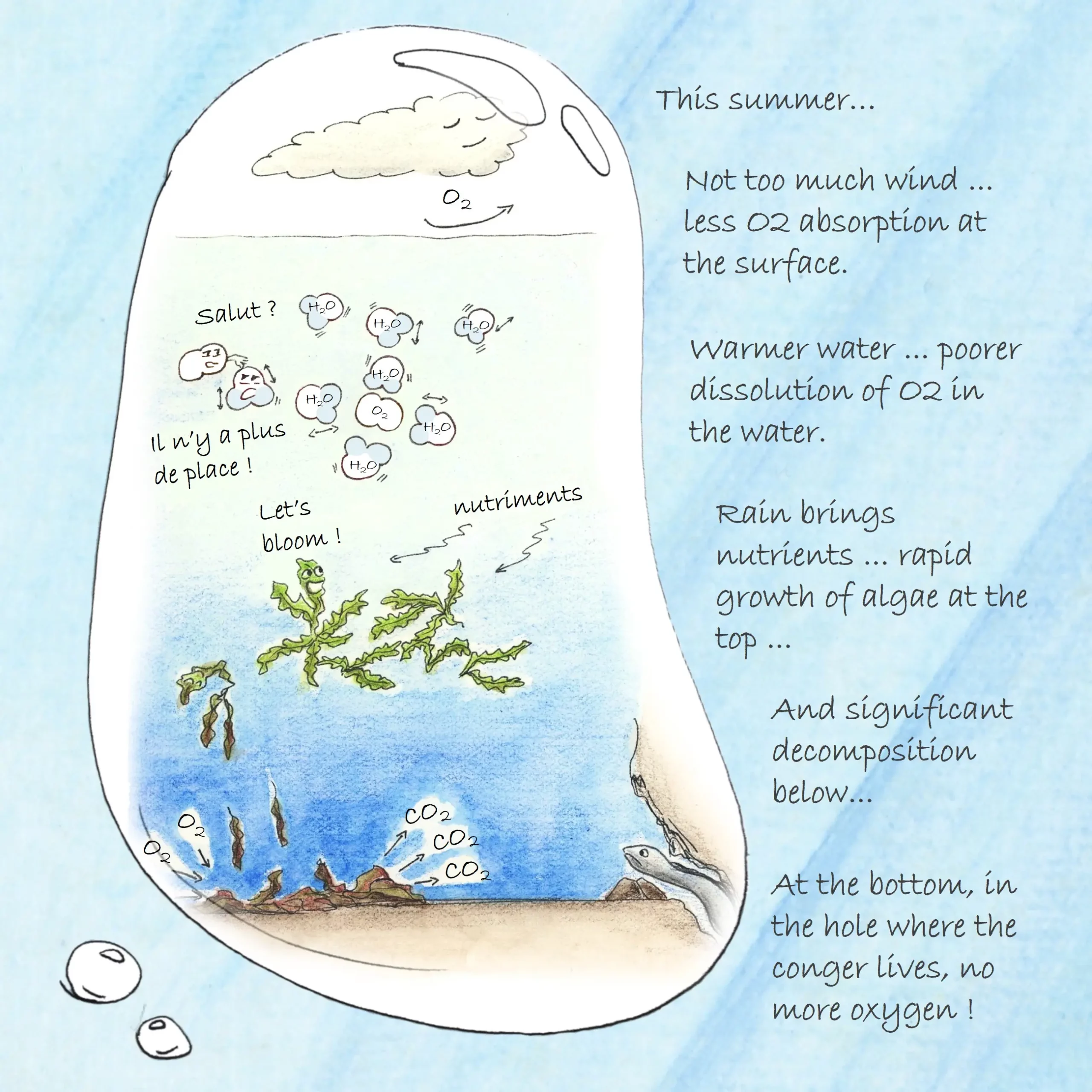 Cross-section of the sea with explanation of how oxygen is absorbed and dissolved to the seabed during the summer of 2024, when there was an algae bloom.